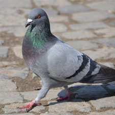 Local Search at Google; Enter the... Pigeon?