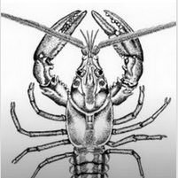 Game Programming Language Lobster Emerges