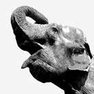 PostgreSQL 9.0 Released with Built-In Replication