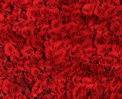 Search Data: Roses Aren't Always Red